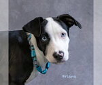 Briana - Female Mutt Dog for Adoption - Small photo