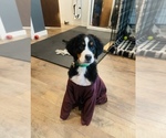 Small #5 Bernese Mountain Dog
