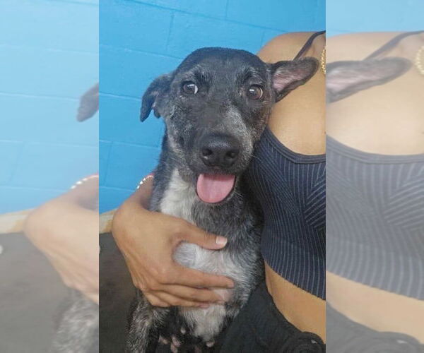 Medium Photo #3 Mutt Puppy For Sale in New York, NY, USA