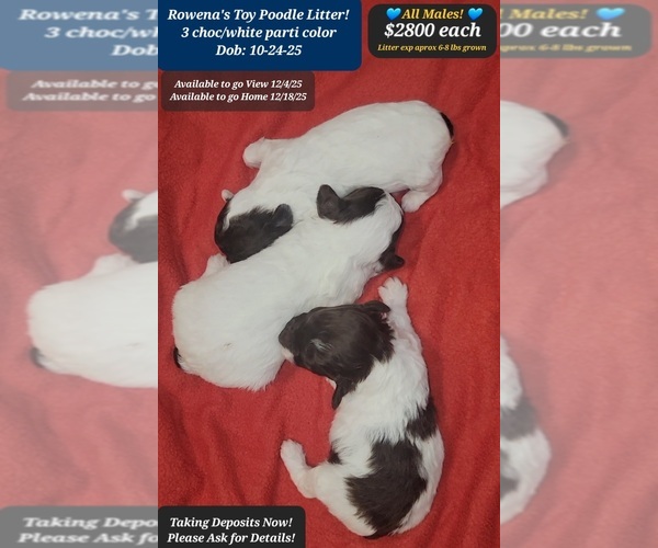 Medium Photo #2 Poodle (Toy) Puppy For Sale in TUCSON, AZ, USA