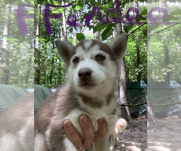 View Ad Siberian Husky Puppy for Sale near Virginia