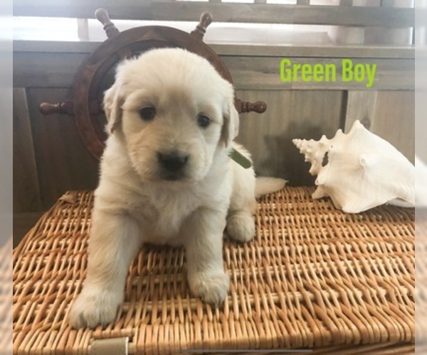 Medium Photo #22 Golden Retriever Puppy For Sale in PRYOR, OK, USA