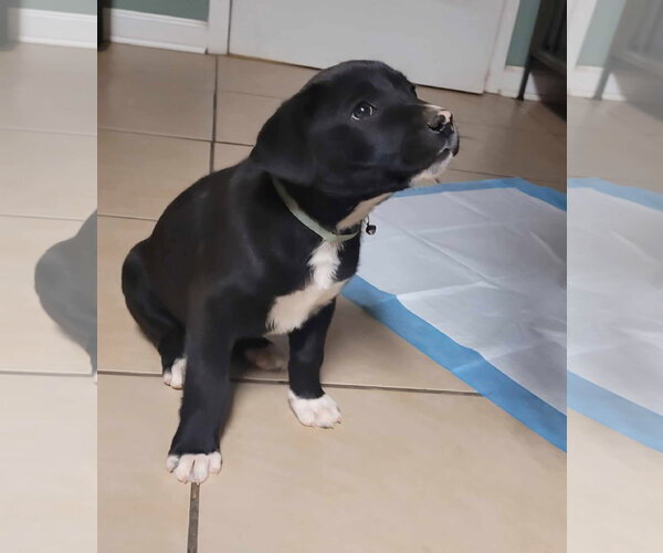 Medium Photo #9 Catahoula Leopard Dog-Unknown Mix Puppy For Sale in Oakhurst, NJ, USA