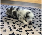 Puppy Girl 1 Australian Shepherd