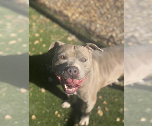 Medium Photo #2 American Pit Bull Terrier Puppy For Sale in Salinas, CA, USA