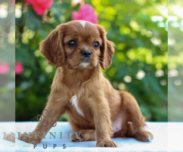 Medium Photo #3 Cavalier King Charles Spaniel Puppy For Sale in EAST EARL, PA, USA