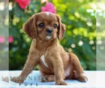 Small #2 Cavalier King Charles Spaniel