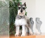 Small Photo #1 Schnauzer (Miniature) Puppy For Sale in SYRACUSE, IN, USA