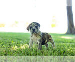 Puppy 6 English Bulldog-Mastiff Mix
