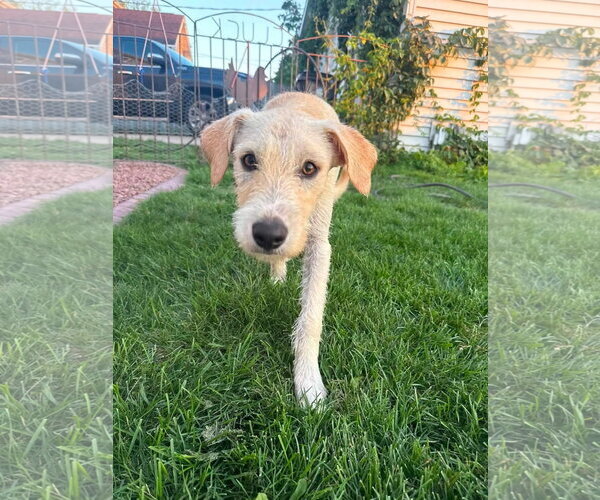 Medium Photo #2 Mutt Puppy For Sale in New London, WI, USA
