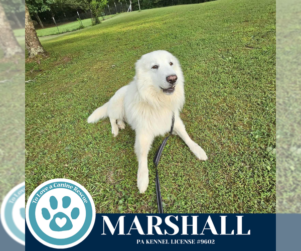 Medium Photo #2 Great Pyrenees-Kuvasz Mix Puppy For Sale in Kimberton, PA, USA