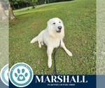 Small #1 Great Pyrenees-Kuvasz Mix