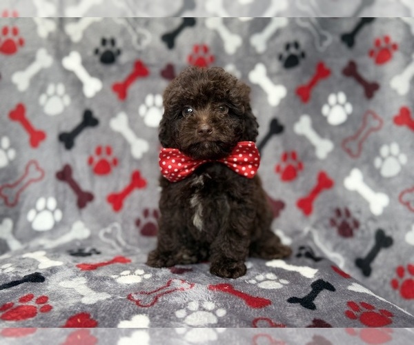 Medium Photo #1 ShihPoo Puppy For Sale in LAKELAND, FL, USA