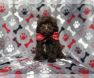 ShihPoo Puppy for Sale in LAKELAND, Florida USA