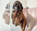 Small Photo #14 Bernedoodle Puppy For Sale in MOULTON, AL, USA