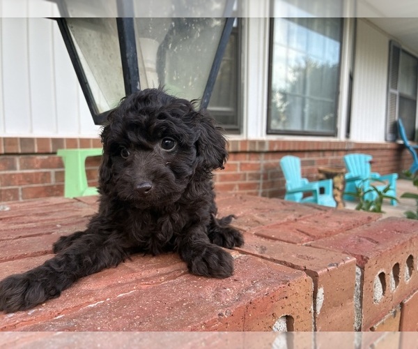 Medium Photo #6 Aussiedoodle Miniature  Puppy For Sale in OKLAHOMA CITY, OK, USA