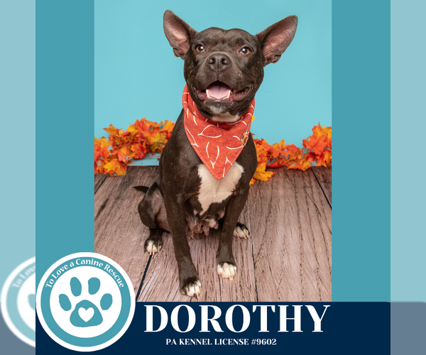 Medium Photo #11 Mutt Puppy For Sale in Kimberton, PA, USA