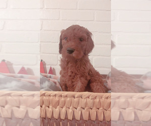 Goldendoodle Puppy for sale in GIRARD, OH, USA