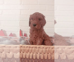 Small Photo #1 Goldendoodle Puppy For Sale in GIRARD, OH, USA