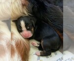 Small Photo #15 Bernese Mountain Dog Puppy For Sale in FLEMING ISLAND, FL, USA