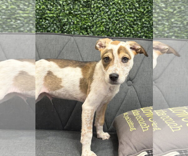 Medium Photo #3 Mutt Puppy For Sale in Jefferson, WI, USA