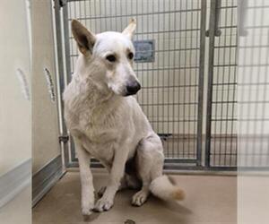 German Shepherd Dog Dogs for adoption in Texas City, TX, USA