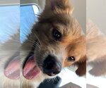 Small #2 Pomeranian Mix