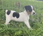 Puppy Lola Jack Russell Terrier