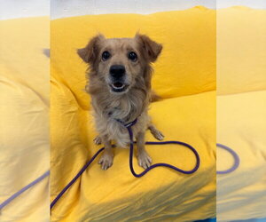 Chiweenie Dogs for adoption in Muskegon, MI, USA