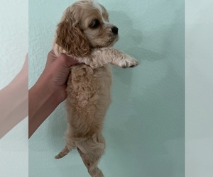 Cocker Spaniel Puppy for sale in SAN DIEGO, CA, USA