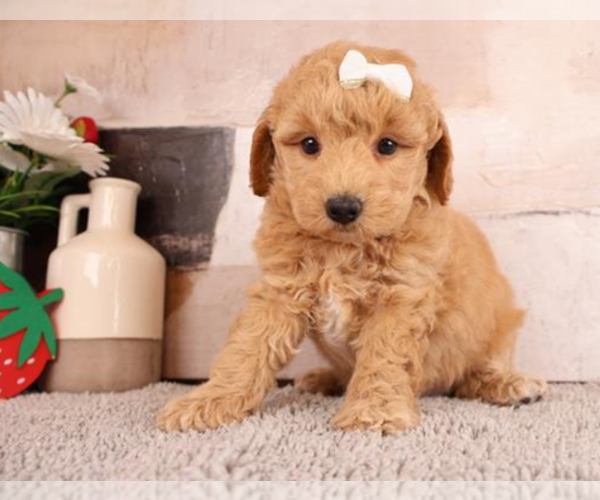 Medium Photo #10 ShihPoo Puppy For Sale in TAMPA, FL, USA