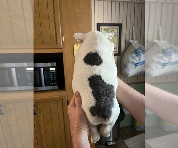 Medium Photo #4 French Bulldog Puppy For Sale in KANSAS CITY, MO, USA