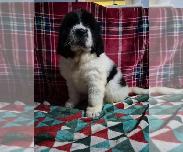 Medium Photo #10 Newfoundland Puppy For Sale in AURORA, IN, USA