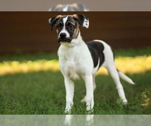 Mutt Dogs for adoption in Warrenton, VA, USA