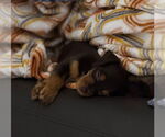 Small #2 Chihuahua Mix