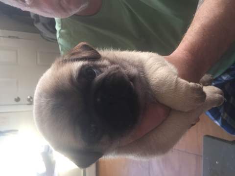 Medium Photo #1 Pug Puppy For Sale in FAIRHAVEN, MA, USA