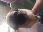 Small Photo #1 Pug Puppy For Sale in FAIRHAVEN, MA, USA