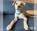 Small #8 Labrador Retriever Mix