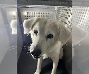 Labrador Retriever-Unknown Mix Dogs for adoption in Corpus Christi, TX, USA