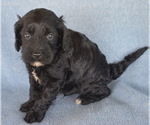 Small Photo #6 Cavapoo Puppy For Sale in BOYCE, VA, USA