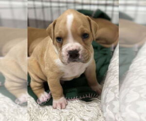 Boxer Dogs for adoption in Brights Grove, Ontario, Canada