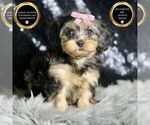 Puppy Daphne YorkiePoo