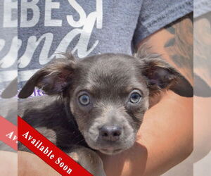 Chion Dogs for adoption in Huntley, IL, USA