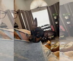 Small Photo #2 Miniature Pinscher-Unknown Mix Puppy For Sale in Orlando, FL, USA