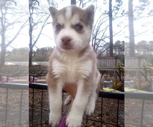 Siberian Husky Puppy for sale in FLORENCE, SC, USA