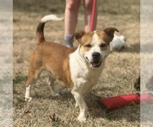 Basset Hound-Unknown Mix Dogs for adoption in Yardley, PA, USA