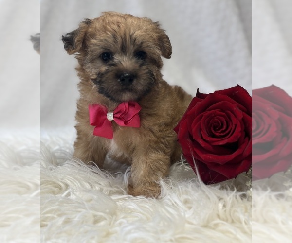 Medium Photo #11 Morkie Puppy For Sale in ROCK STREAM, NY, USA