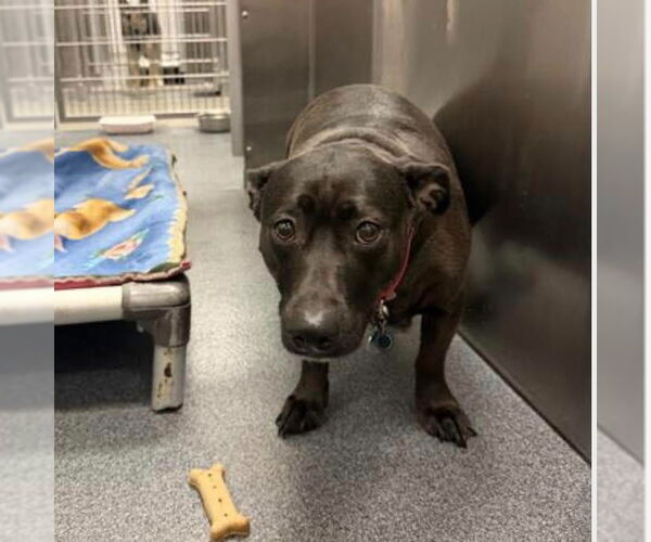 Medium Photo #2 Mutt Puppy For Sale in Canton, CT, USA