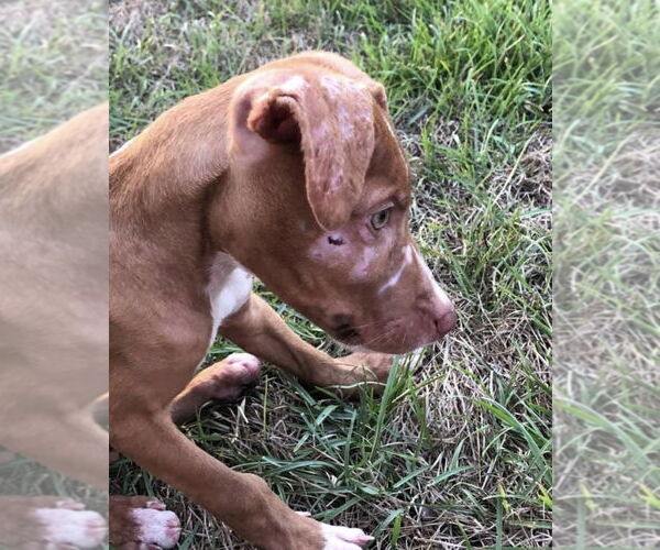 Medium Photo #32 American Pit Bull Terrier-Blue Lacy Mix Puppy For Sale in Rockaway, NJ, USA