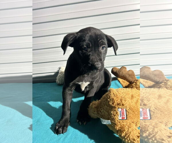 Medium Photo #3 Labrador Retriever-Unknown Mix Puppy For Sale in Tarrytown, GA, USA